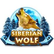 siberian-wolf